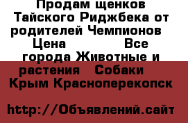 Продам щенков Тайского Риджбека от родителей Чемпионов › Цена ­ 30 000 - Все города Животные и растения » Собаки   . Крым,Красноперекопск